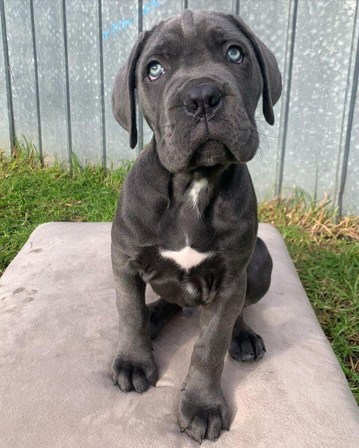 Black cane corso dog