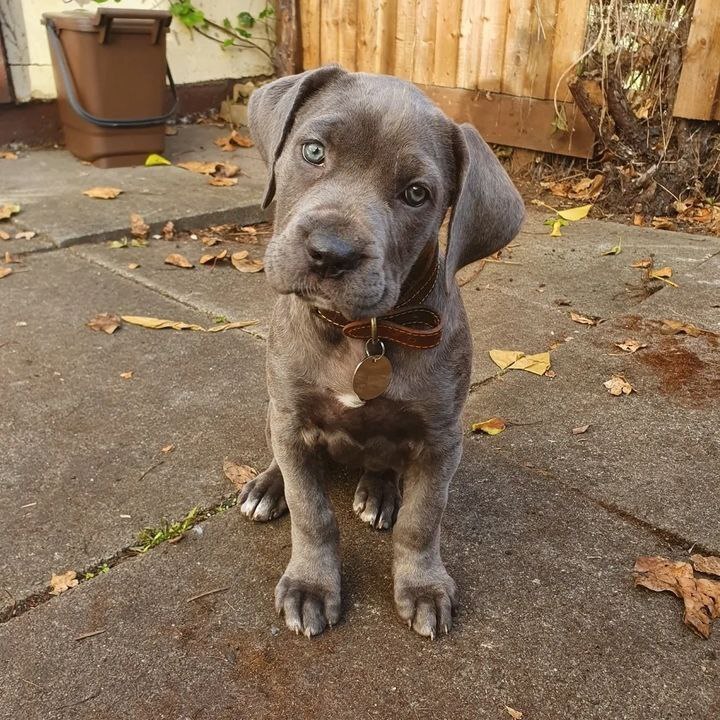 little cane corso