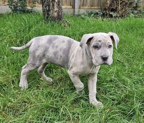 white cane corso puppy provider