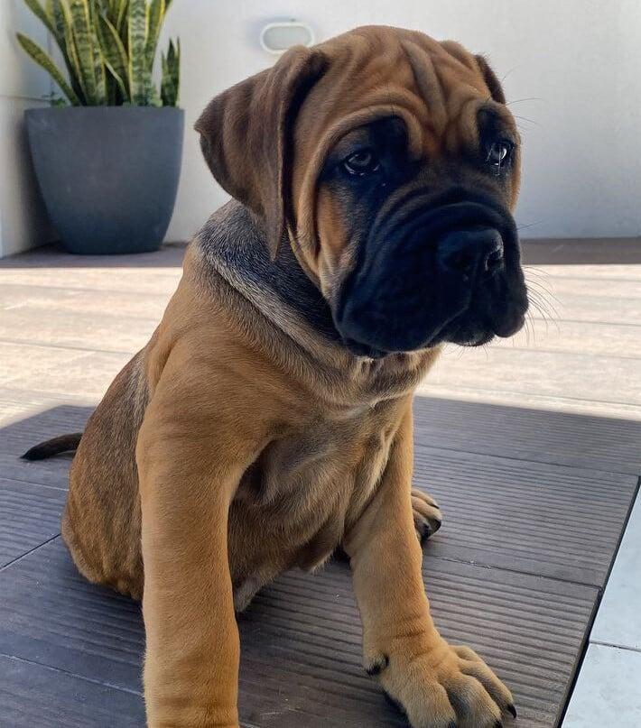 cane corso puppies brown