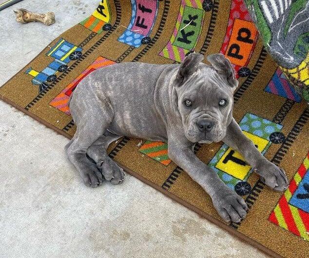 little gray cane corso puppy for sale