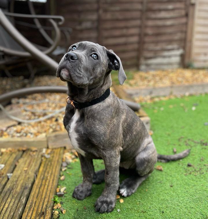 little cane corso black