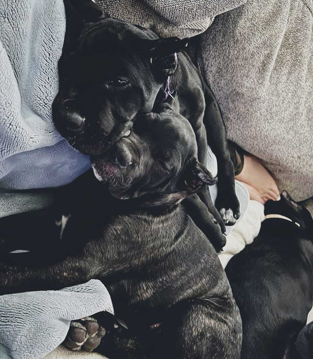 Black CANE CORSO