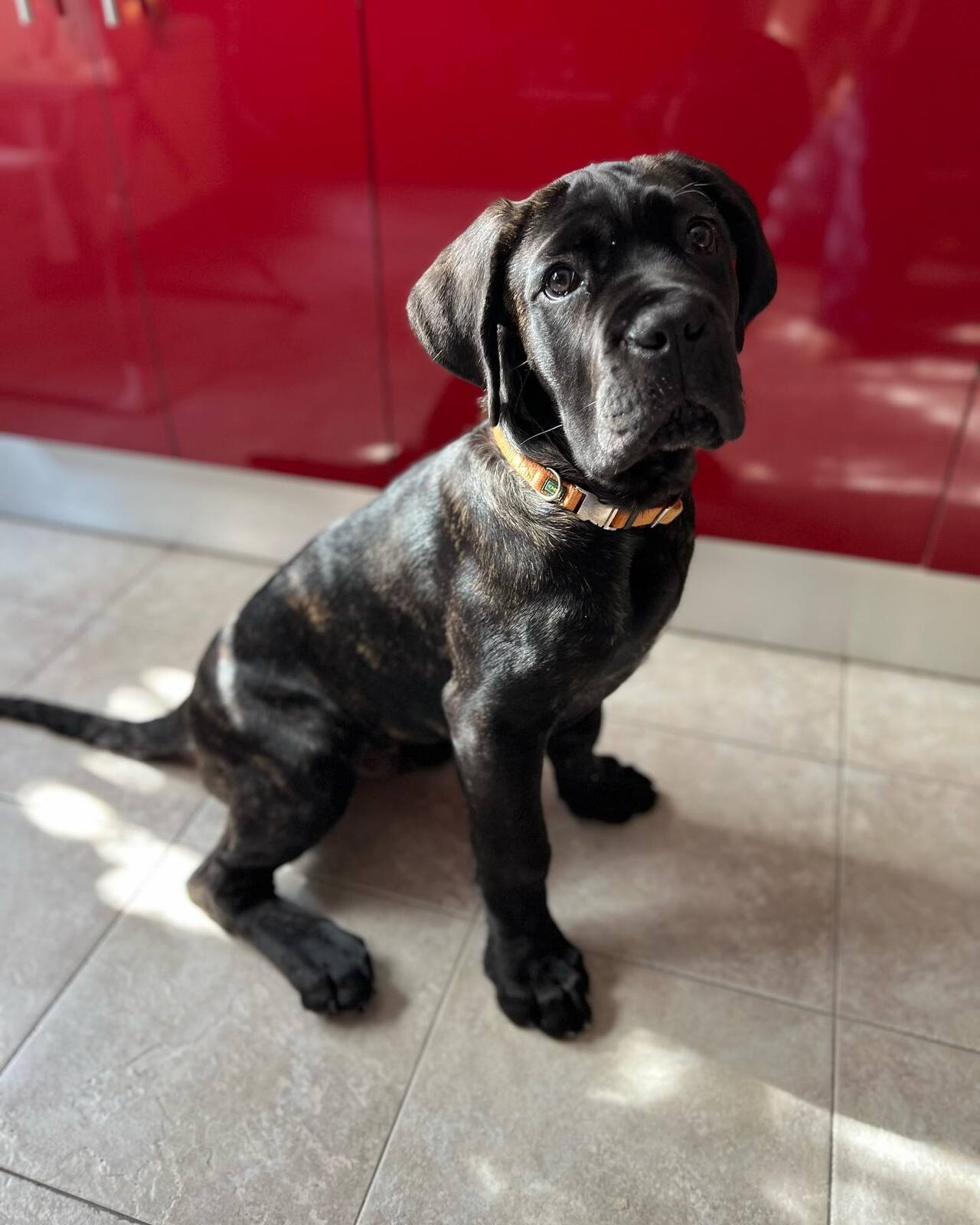 black cane corso adoption