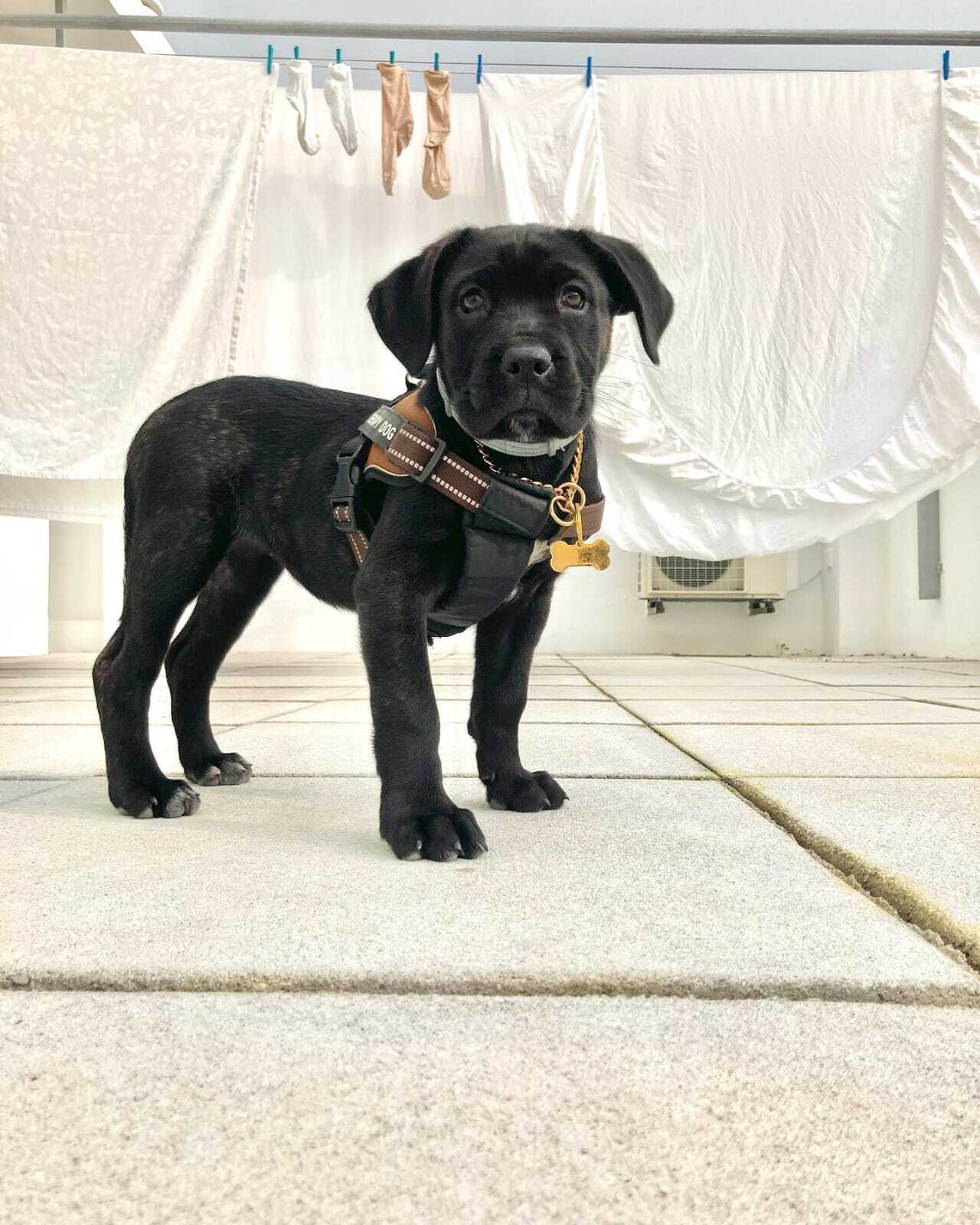 cane corso puppy sale