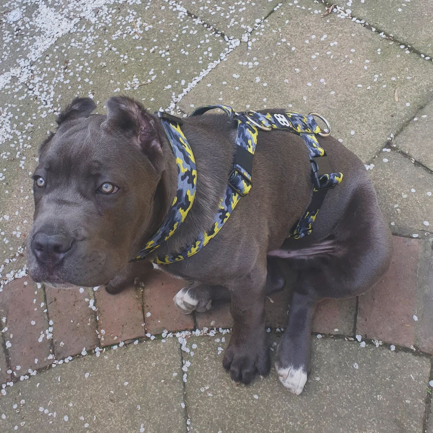 USA cane corso puppy brown