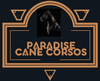Paradise Cane Corsos